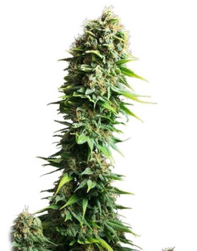 Fruit Spirit Feminizada