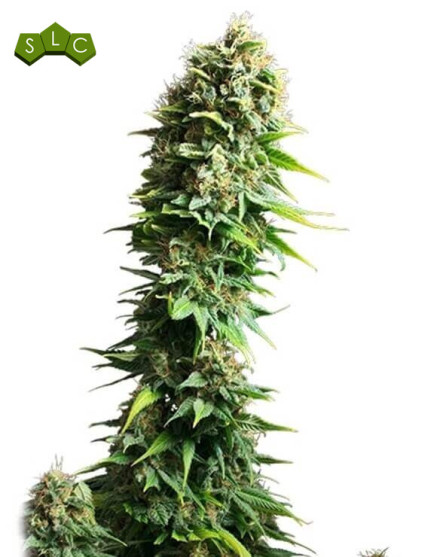 Fruit Spirit Feminizada