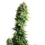 Fruit Spirit Feminizada