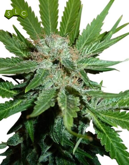 Royal Cheese Feminizada
