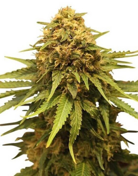 Comprar Critical Royal Queen Seeds