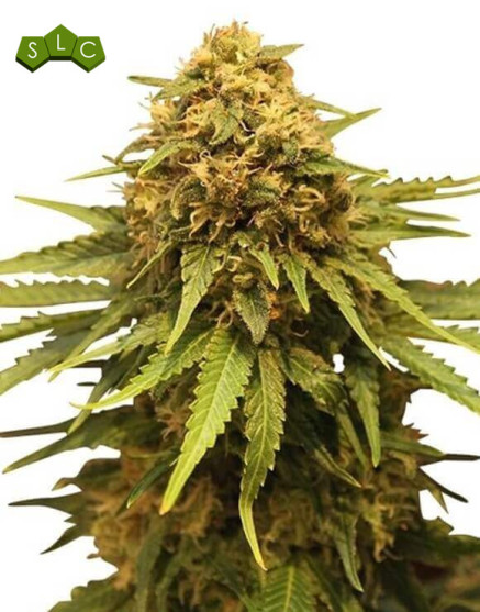 Critical Royal Feminizada