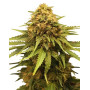 Critical Royal Feminizada
