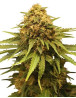 Critical Royal Feminizada