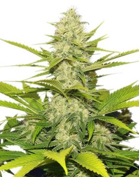 Skunk XL Feminizada