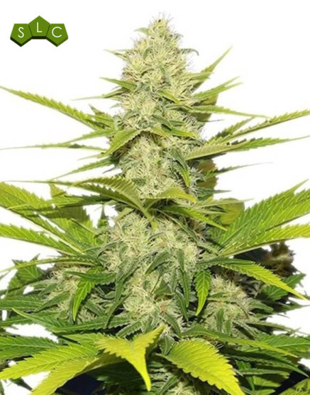 Skunk XL Feminizada