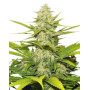 Skunk XL Feminizada