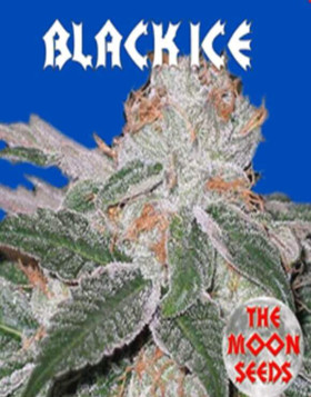 Black Ice Feminizada