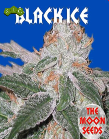 Black Ice Feminizada