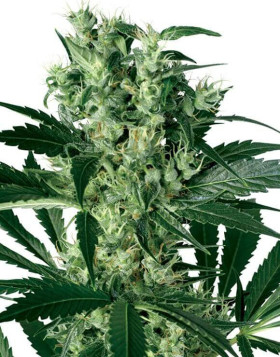 X-Haze Feminizada