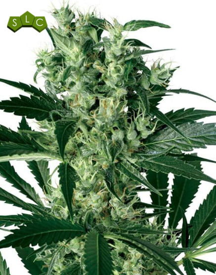 X-Haze Feminizada