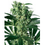 X-Haze Feminizada