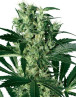 X-Haze Feminizada