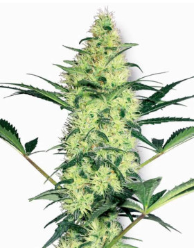White Diesel Feminizada