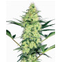 White Diesel Feminizada