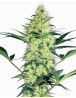 White Diesel Feminizada