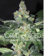 Amnesia World Of Seeds