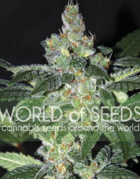 Amnesia WorldOfSeeds