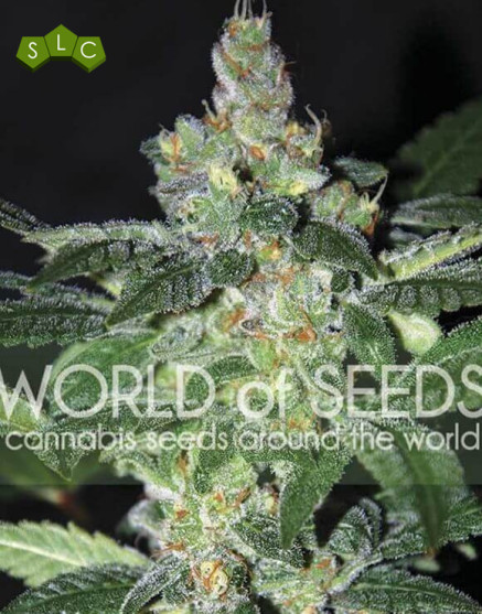 Amnesia WorldOfSeeds