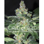 Amnesia WorldOfSeeds