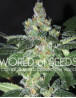 Amnesia World Of Seeds