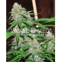 Mazar x White Rhino