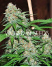 Mazar x White Rhino