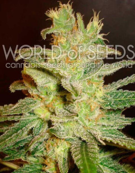 Northern Light x Big Bud