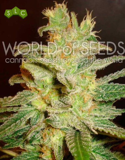 Northern Light x Big Bud
