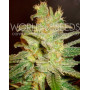 Northern Light x Big Bud