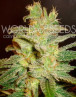 Northern Light x Big Bud