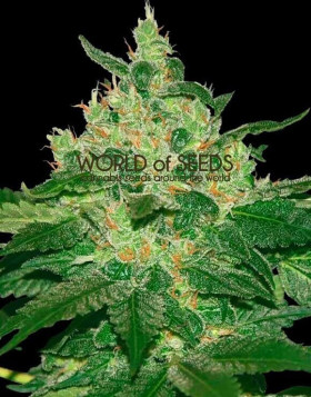 Afghan Kush - Regalos con tu Compra