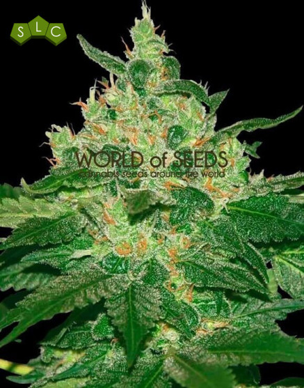 Afghan Kush - Regalos con tu Compra