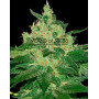 Afghan Kush - Regalos con tu Compra