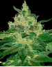 Afghan Kush - Regalos con tu Compra