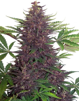 Buddha Purple Kush Autofloreciente