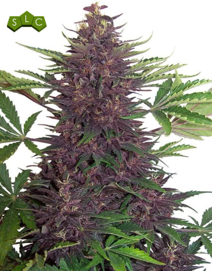 Buddha Purple Kush Autofloreciente