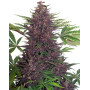 Buddha Purple Kush Autofloreciente