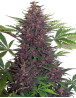 Buddha Purple Kush Autofloreciente