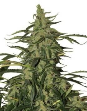 Comprar Deimos Autofloreciente Buddha Seeds