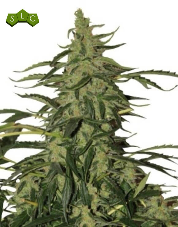 Deimos Autofloreciente Buddha Seeds