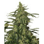 Deimos Auto de Buddha Seeds - COMPRAR  ONLINE AL MEJOR PRECIO