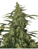 Deimos Autofloreciente Buddha Seeds