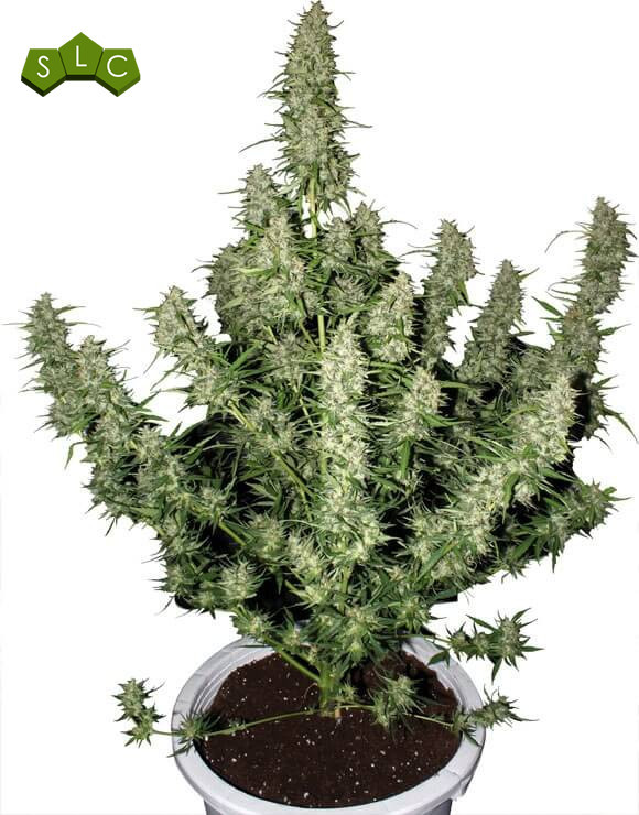 Magnum Autofloreciente Buddha Seeds