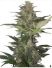 Red Dwarf Autofloreciente Buddha Seeds