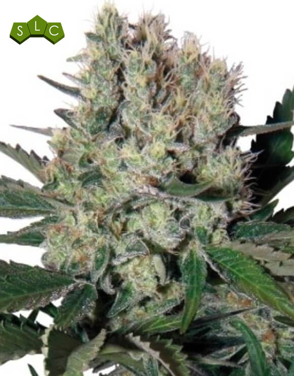 Syrup Autofloreciente Buddha Seeds