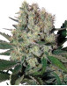 Syrup Autofloreciente Buddha Seeds