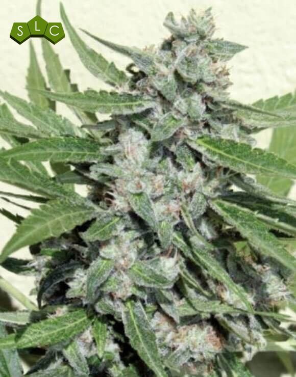 White Dwarf Autofloreciente Buddha Seeds