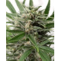 Blue Amnesia XXL