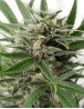 Blue Amnesia XXL